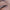 Waterproof Metallic Eyeliner 84 Spicy Cinnamon