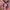 Lidschatten 414 Light Rose